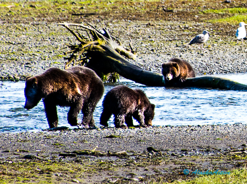 Admiralty Island - Brown bear catching salmon