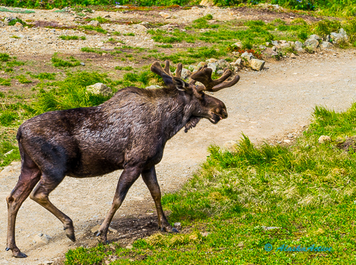 Moose Flat Top Anchorage