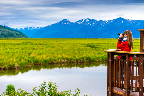 Bird Watching at Potter Marsh
