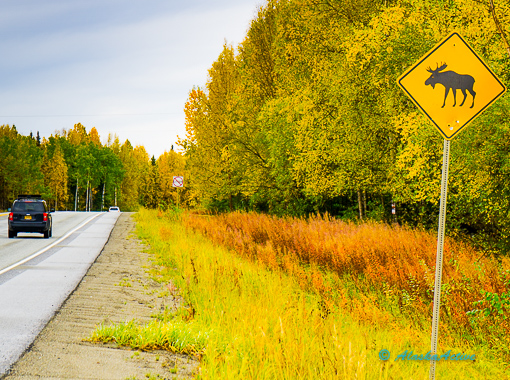 Driving along Alaska Highway