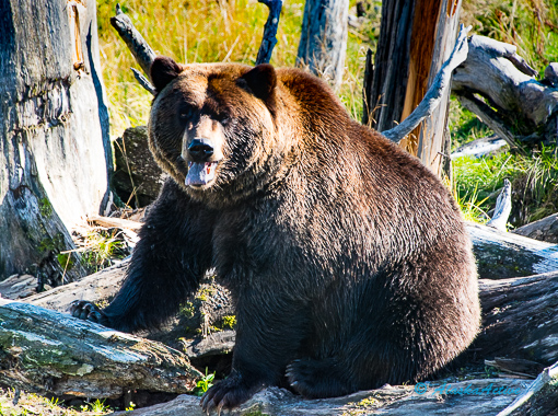 Brown Bear resting at Alaska Wildlife Conservation Center 
