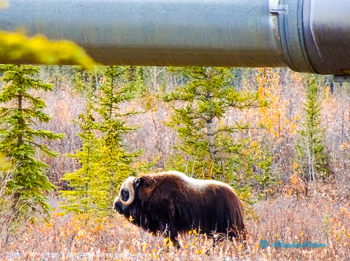Musk ox walking under Alaska Pipeline