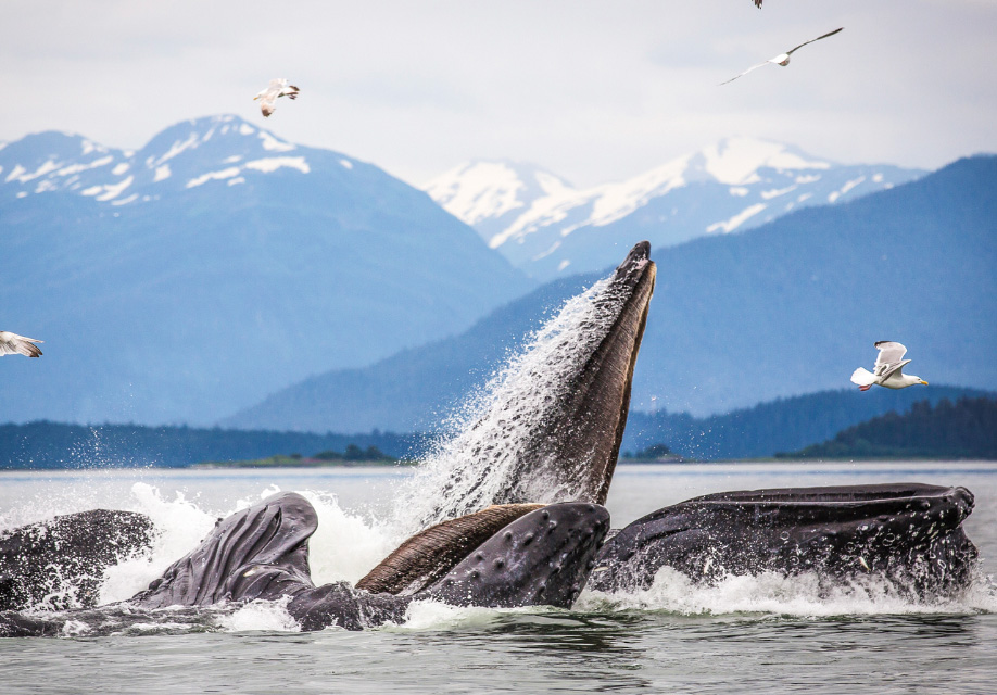 Whales at Point Adolphus