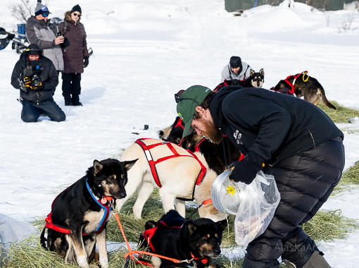 Musher feeding his dogs