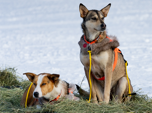 Sled dog resting at Rainy Pass