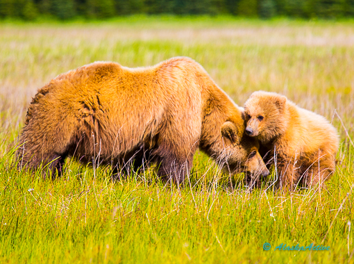 Bears at Silver Salmon Creek