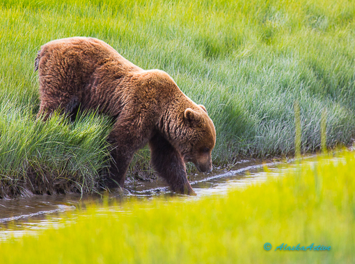 Bears at Brooks Falls Katmai