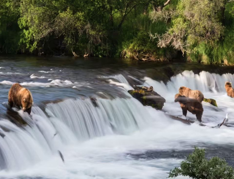 July Bear Viewing at Brooks Falls in Katmai