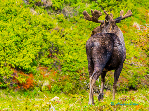 Moose in the Alaskan wilderness