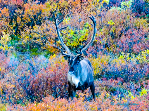 Caribou at Eielson Visitor Center Denali