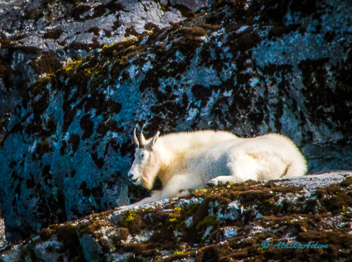 Mountain Goat and Glaciers in Alaska