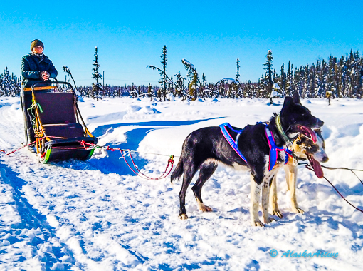 Sled Dog Ride